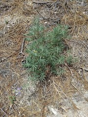 Lupinus hyacinthinus