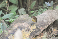 Grallaria flavotincta