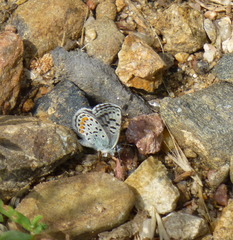 Euphilotes ancilla