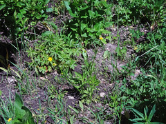 Ranunculus orthorhynchus platyphyllus