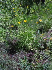 Ranunculus orthorhynchus platyphyllus