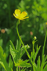 Ranunculus orthorhynchus platyphyllus