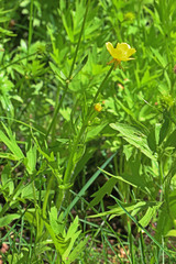 Ranunculus orthorhynchus platyphyllus