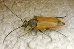 Trigonarthris subpubescens