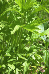 Ranunculus orthorhynchus platyphyllus