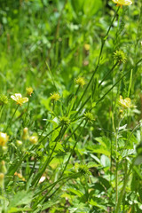 Ranunculus orthorhynchus platyphyllus