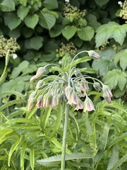 Allium siculum