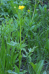 Ranunculus orthorhynchus platyphyllus