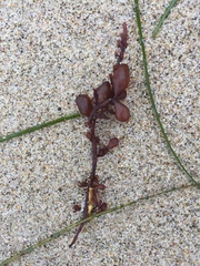 Botryocladia pseudodichotoma