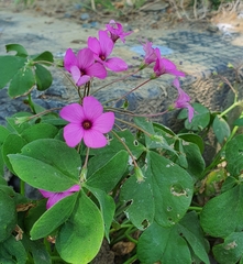 Oxalis articulata