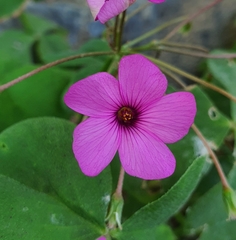 Oxalis articulata
