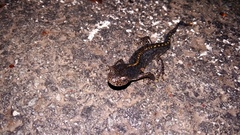 Ichthyosaura alpestris