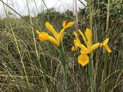 Iris xiphium lusitanica