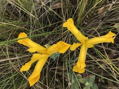 Iris xiphium lusitanica