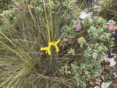 Iris xiphium lusitanica