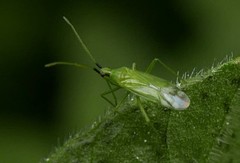 Macrolophus pygmaeus