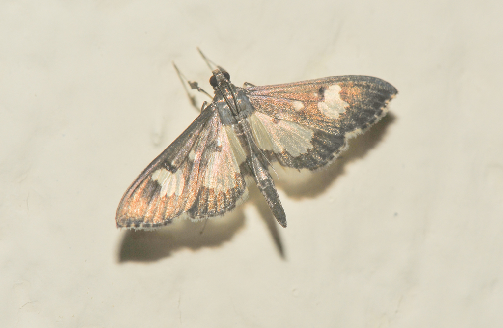 Zenamorpha discophoralis