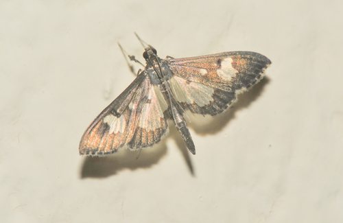 Zenamorpha discophoralis