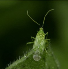 Macrolophus pygmaeus