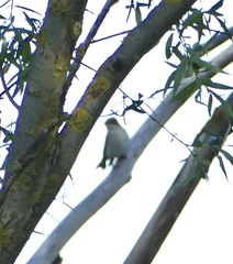Ficedula hypoleuca