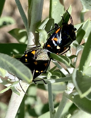 iNaturalist observation photo of Harlequin Bug