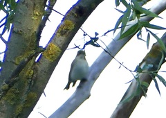 Ficedula hypoleuca