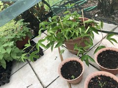 Passiflora incarnata