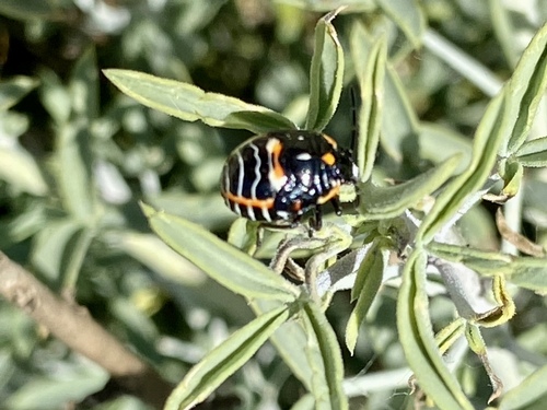 iNaturalist observation photo of Harlequin Bug