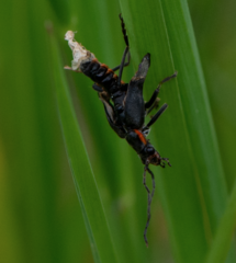 Cantharis obscura