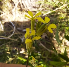 Erysimum crepidifolium