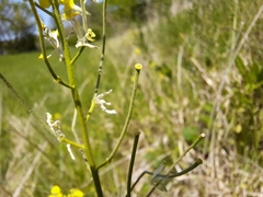Erysimum crepidifolium