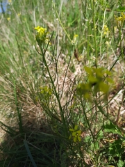 Erysimum crepidifolium