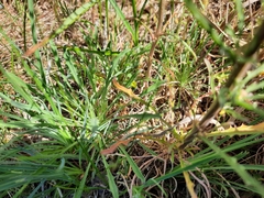 Erysimum crepidifolium