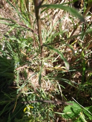 Erysimum crepidifolium