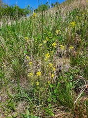 Erysimum crepidifolium