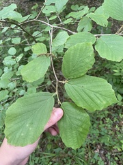 Hamamelis vernalis