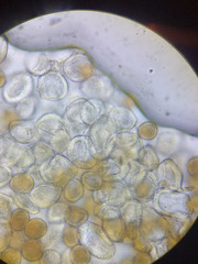 Gymnosporangium clavariiforme