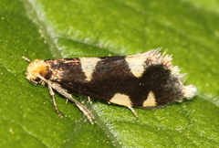 Alloclemensia mesospilella