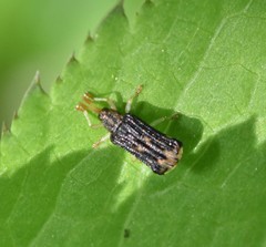 Sumitrosis rosea