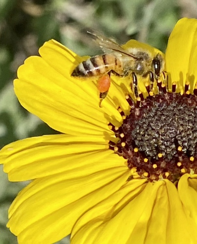 iNaturalist observation photo of Western Honey Bee