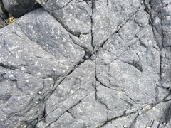 Hydropunctaria maura