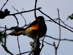 Setophaga ruticilla image