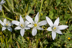 Ornithogalum
