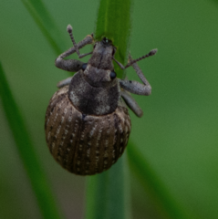 Attactagenus plumbeus