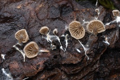 Entoloma byssisedum