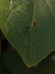 Anagyrini