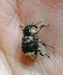 Cryptorhynchus lapathi