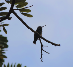 Chionomesa fimbriata