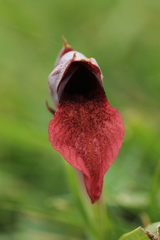 Serapias cordigera