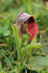 Serapias cordigera
